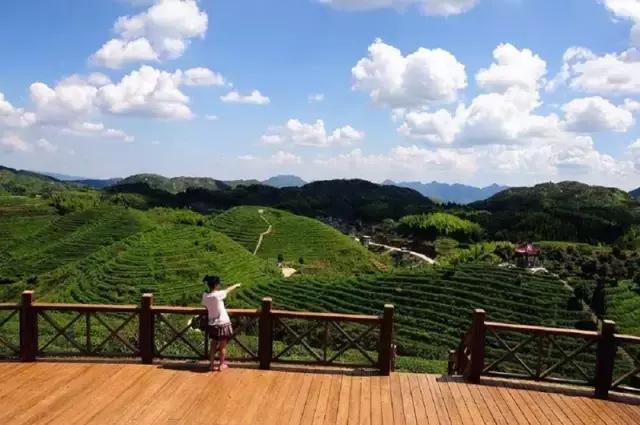 茶旅世界·最美茶园参评丨雾海茶人家茶园