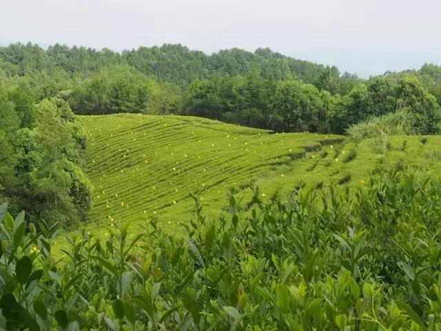 茶旅世界·最美茶园茶园丨四川平昌皇家雀舌有机茶叶园区
